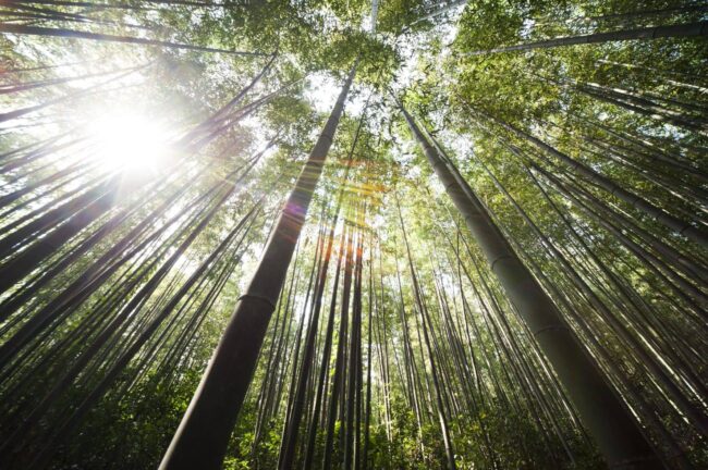 Bambu